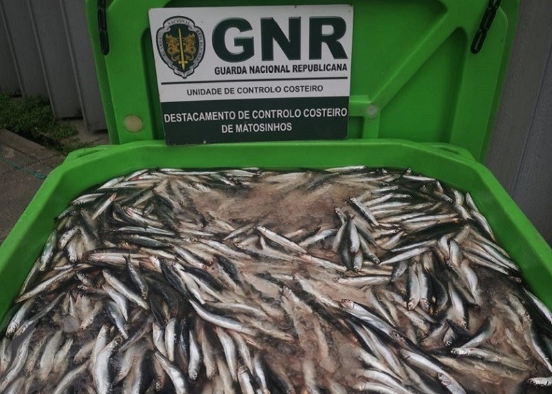 GNR apreende mais de duas toneladas de biqueirão no porto de pesca de Matosinhos