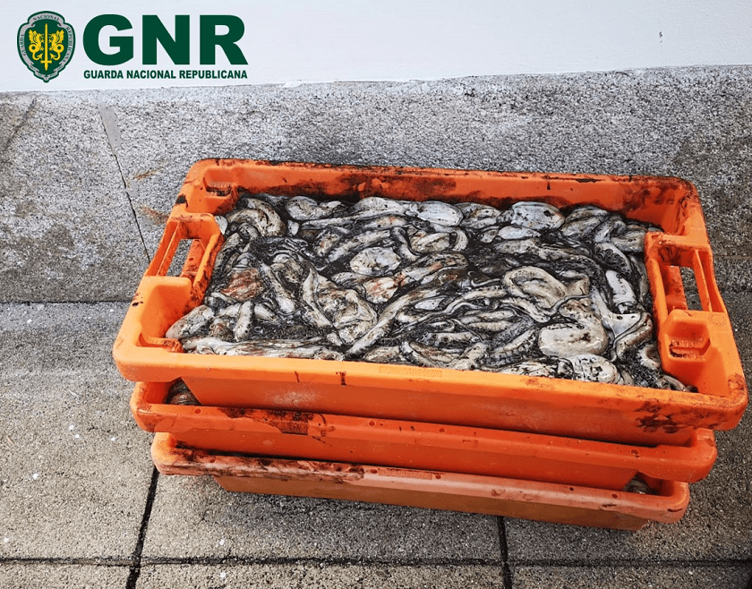 GNR apreende mais de 70 quilos de polvo em Matosinhos