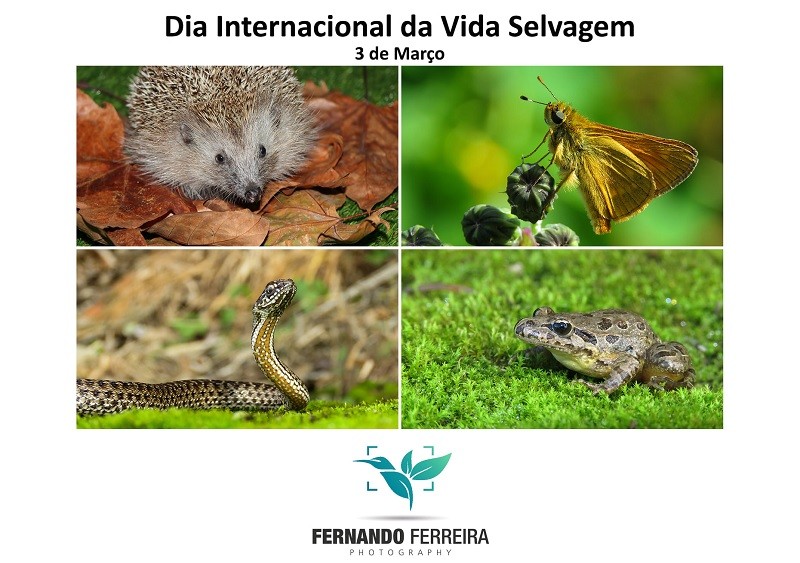 Fotógrafo de Vila do Conde assinala Dia Internacional da Vida Selvagem