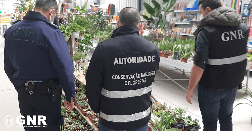 Fiscalização ao comércio de plantas no Grande Porto leva a 35 multas