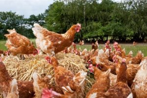 Gripe das aves volta a ser detetada em Portugal