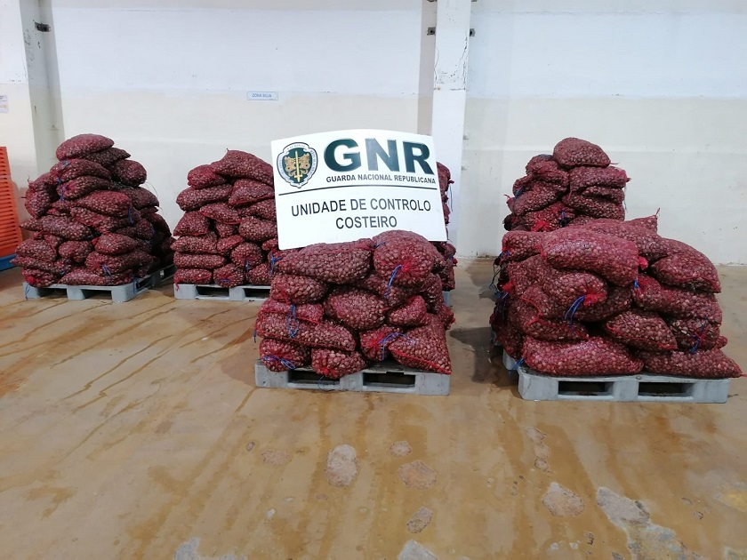 Controlo Costeiro da GNR apreende cerca de quatro toneladas de amêijoa-japonesa