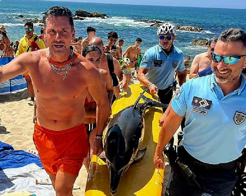 Nadadores salvadores, PSP e banhistas retiraram golfinho de praia em Vila do Conde