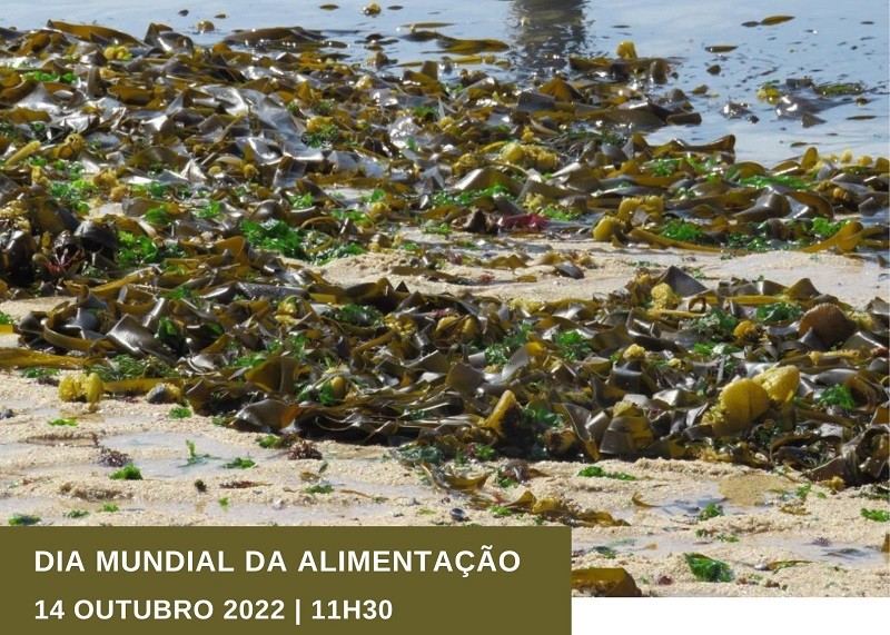 Palestra em Vila do Conde sobre diferentes espécies de algas no sargaço