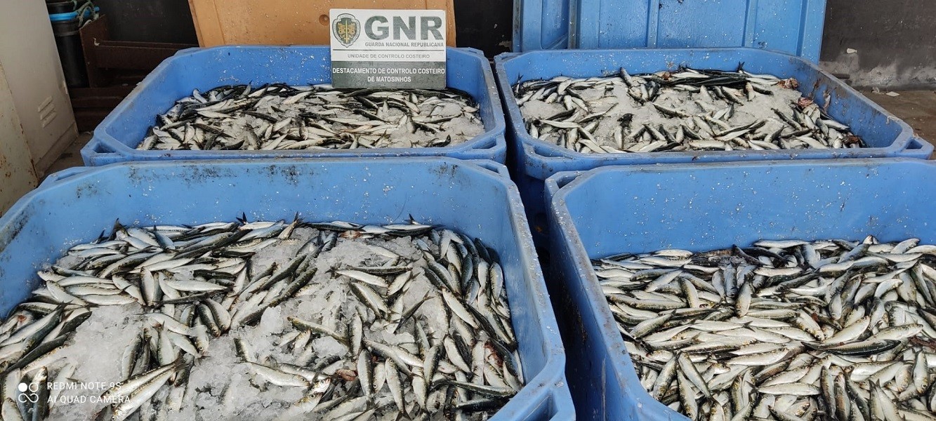 GNR de Matosinhos apreende mais de duas toneladas de sardinha