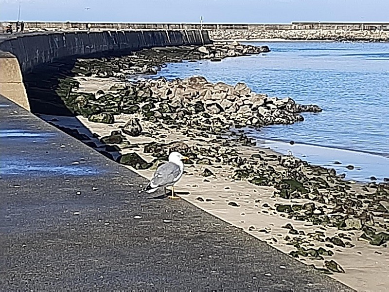 Grande Porto quer abater as gaivotas em Gaia, Matosinhos, Porto, Póvoa de Varzim e Vila do Conde