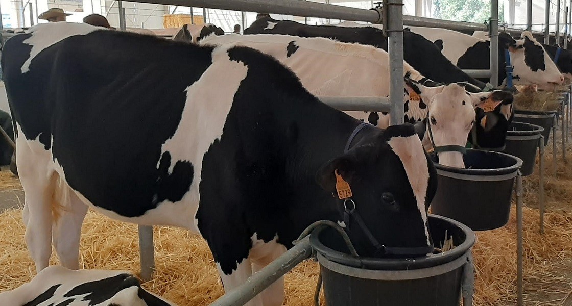 Líder da Agros quer medidas para produtores de leite serem mais competitivos
