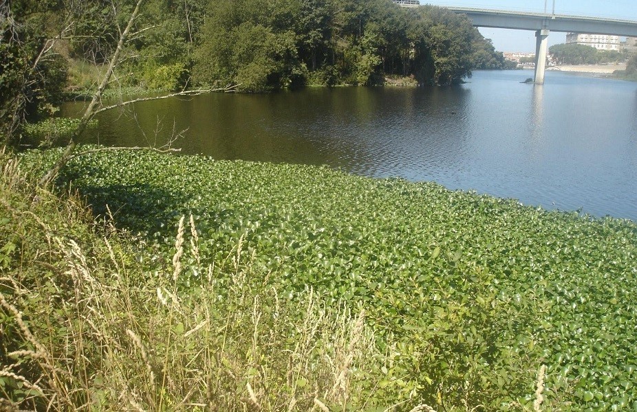 CMIA de Vila do Conde fala hoje do Estado de Emergência Ambiental