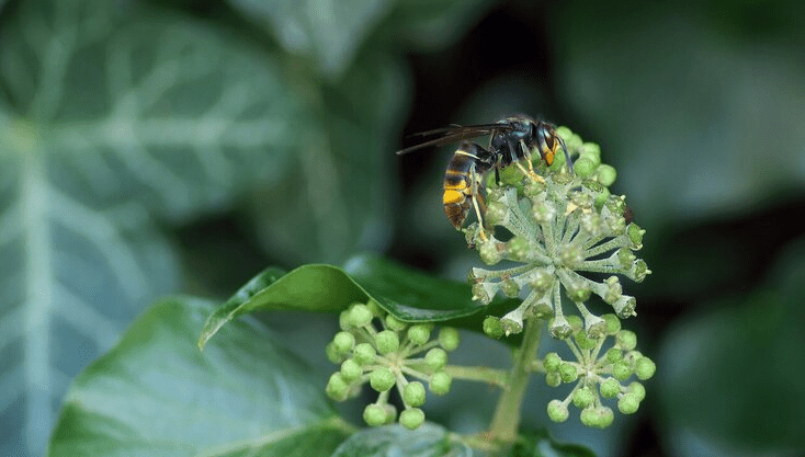 Vila do Conde promove palestra sobre “A vespa asiática e outras vespas alóctones”