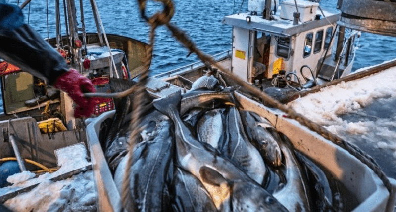 Pesca do Areeiro proibida, Portugal excedeu a quota