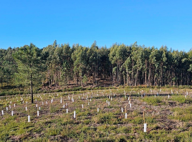 “Rolha a Rolha Semeie a Recolha” valeu mais 4.800 árvores no Grande Porto