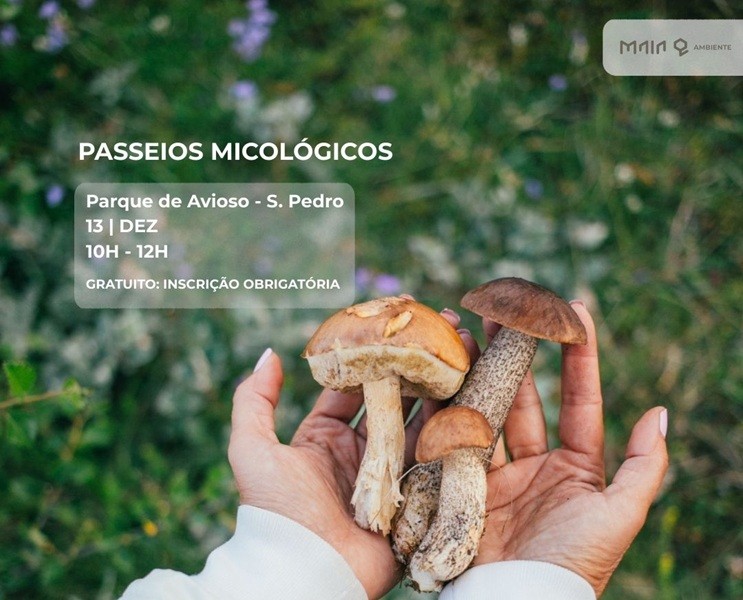 À procura de cogumelos é uma das propostas para sábado na Maia